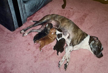 Jesse + her 3 puppies