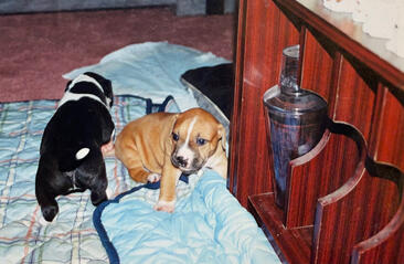 Kaine + his littermate